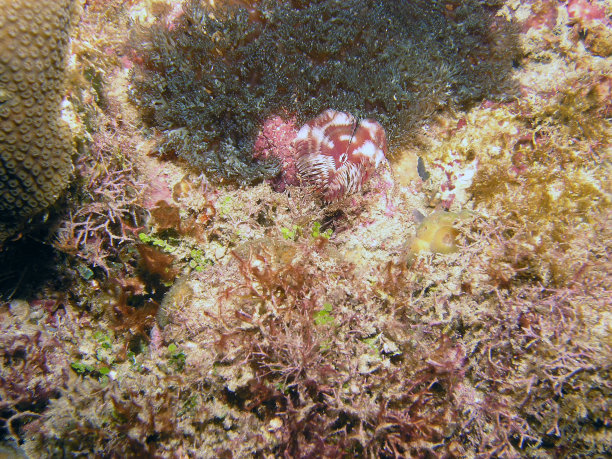 风机管蜗杆图片下载