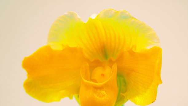 兰费斯塔阿卡迪拉 2019图片下载