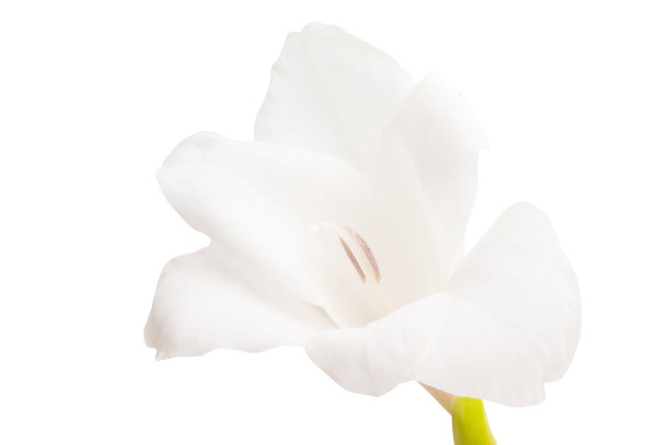 剑兰花图片下载