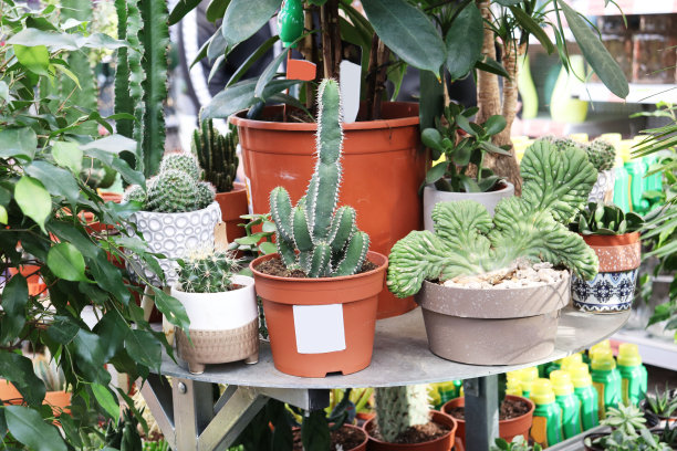 花仙人掌在店里图片下载