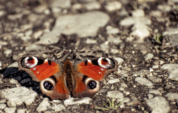 一只美丽的五彩蝴蝶图片下载