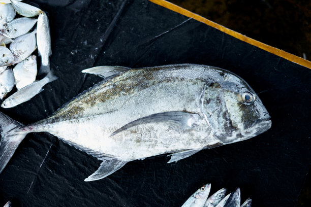 鲜食巨人在传统的海鲜市场出售图片下载