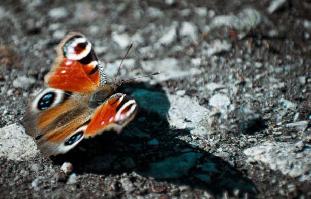 一只美丽的五彩蝴蝶图片下载
