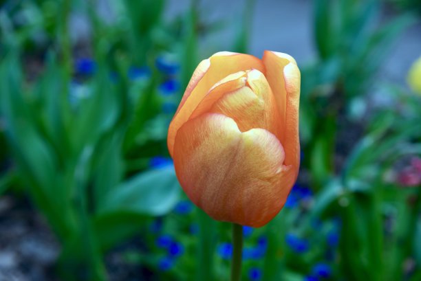 春天的郁金香图片下载