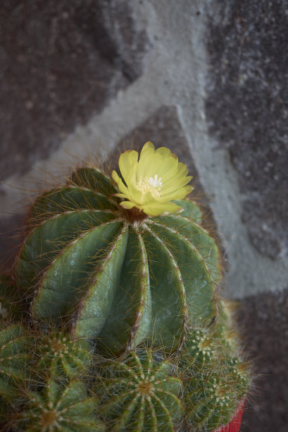 以很杰出图片下载