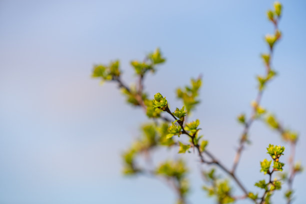 春天开始得很早，树木和灌木上的花图片下载