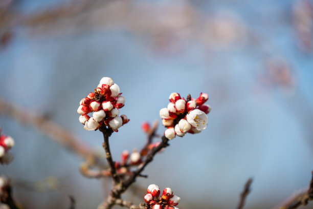 春天开始得很早，树木和灌木上的花图片下载