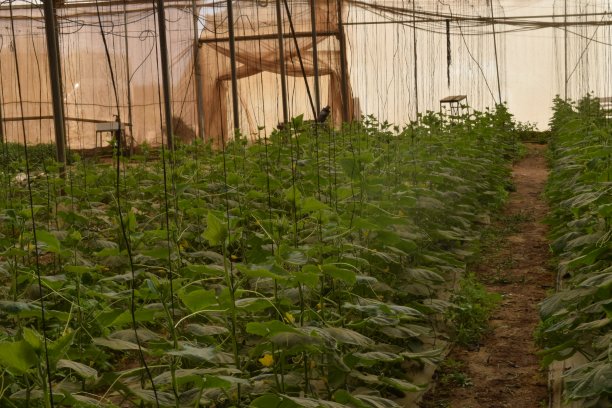 西红柿、鲜花和植物图片下载