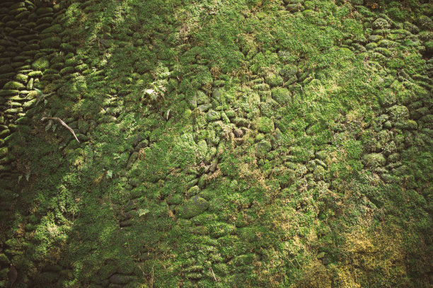 模糊的绿色自然背景与阳光散景自然图片下载