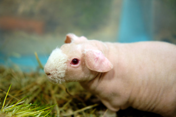 秃豚鼠吃漂亮的绿草图片下载