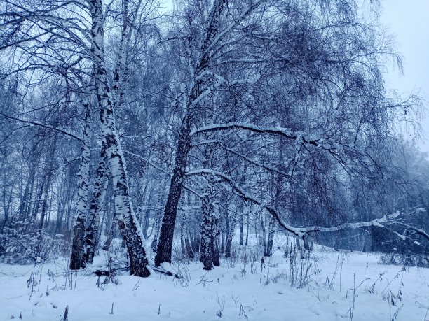冬天的风景。白桦树在雪地里。壁纸照片。照片的背景。图片下载