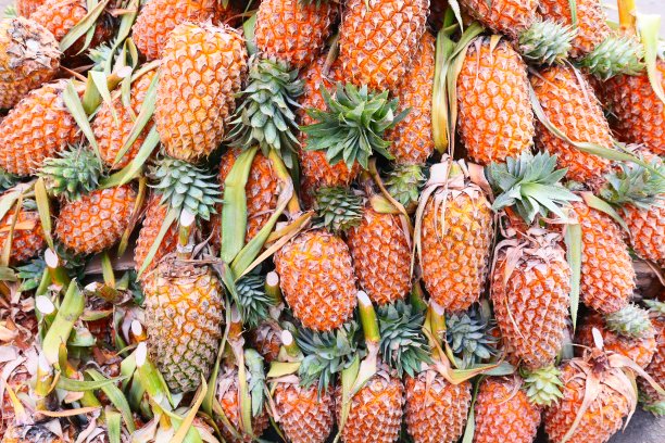 新鲜的菠萝图片下载