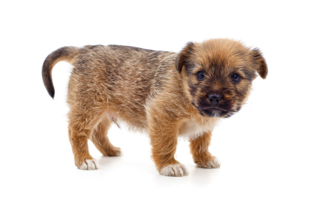 一只小狗。图片下载