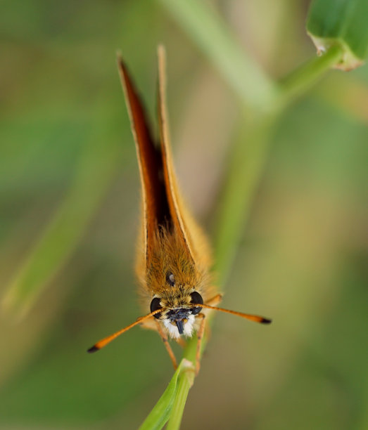 小skipper - Thymelicus sylvestris素材图片