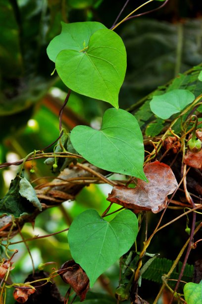 心形的叶子图片下载