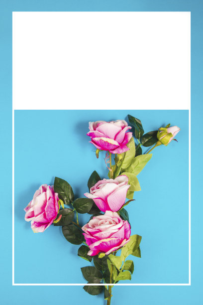 粉色玫瑰，蓝色背景，装饰图形图片下载