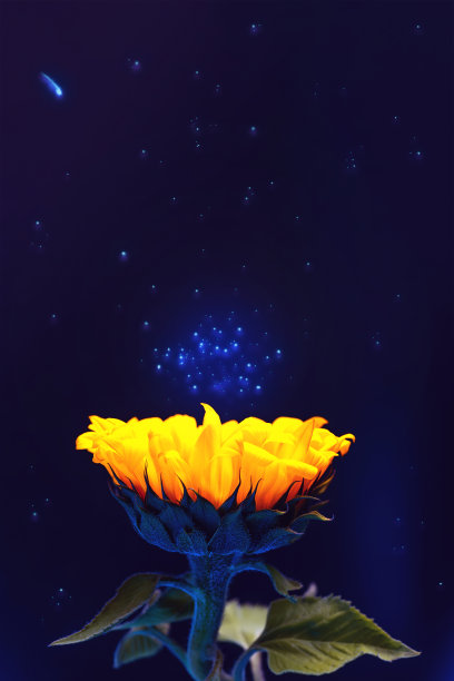 明亮的黄色向日葵。以太空和星尘为背景。本空间图片下载