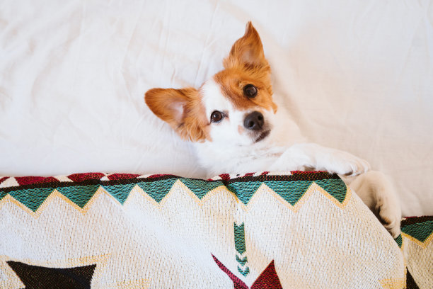 可爱的杰克罗素狗盖着民族毛毯躺在家里的床上。生活方式在室内图片下载