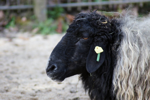 可爱的新生小羊羔图片下载