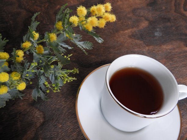 含羞草&咖啡图片下载