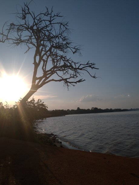 湖边的枯树图片下载