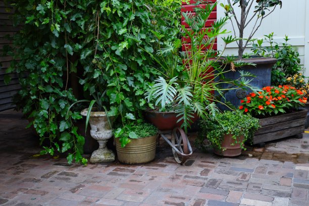 悉尼花园中的绿色植物和花盆图片下载