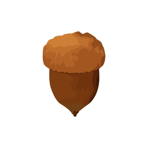 孤立的橡子插图上白色图片下载