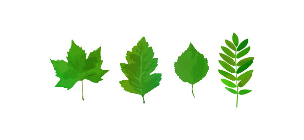 绿色的夏季树叶收集在白色的背景。绿色的夏季叶集图片下载