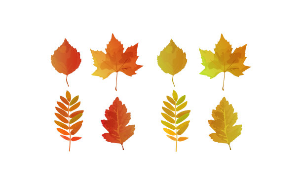 秋叶收集在向量中图片下载
