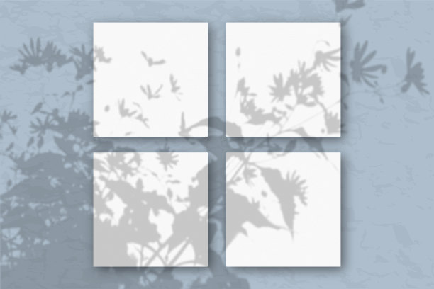 4张方形的白色纹理纸映衬着蓝色的墙壁。模型与植物阴影覆盖。自然光从植物和花卉的顶端投射阴影。平躺，俯视图图片下载