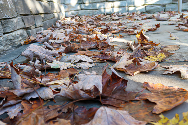 绿叶走图片下载