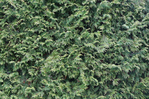 常绿树篱为背景。固体绿墙图片下载