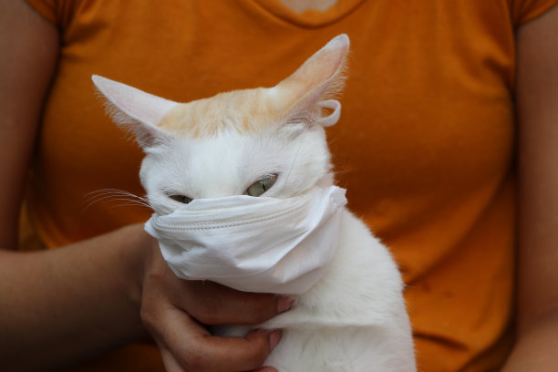 把猫蒙住以防细菌。微粒子防护或新冠肺炎概念。图片下载