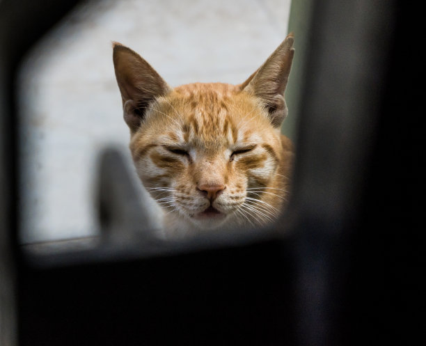 印度billi品种图片下载