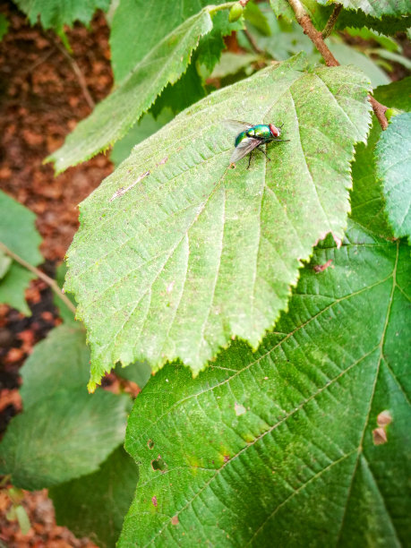 一飞冲天图片下载