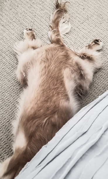 找到小狗图片下载