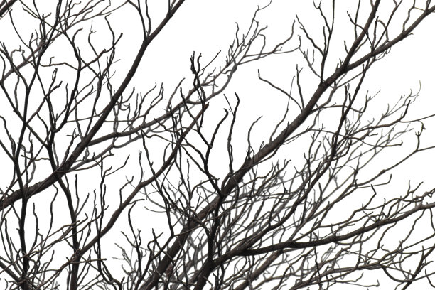 死树枝孤立在白色背景上，对象与剪切路径。图片下载
