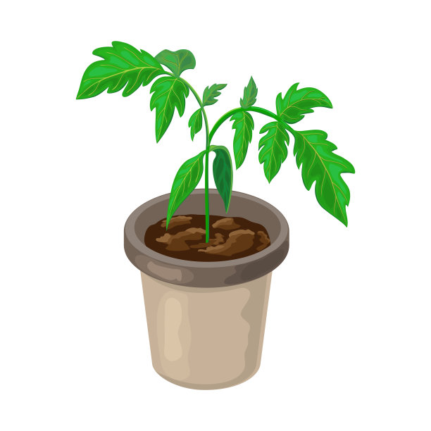 番茄植株在盆栽隔离。健康番茄幼苗盆栽。矢量现实插图西红柿芽和生长过程在肥沃的土壤。绿色嘘。春季园艺或农业。图片下载