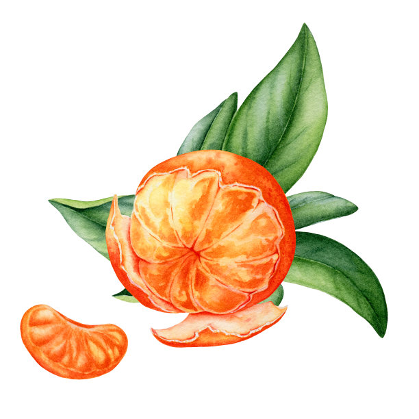 在白色背景上画橘子的水彩画图片下载