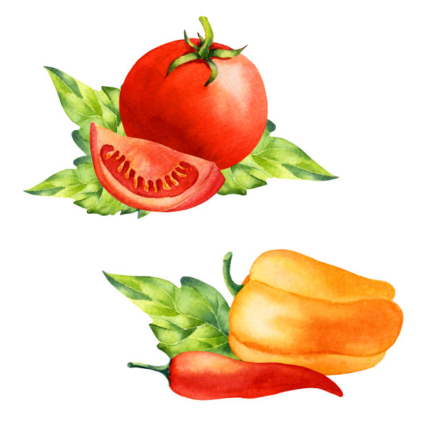 水彩西红柿和辣椒在白色的背景图片下载