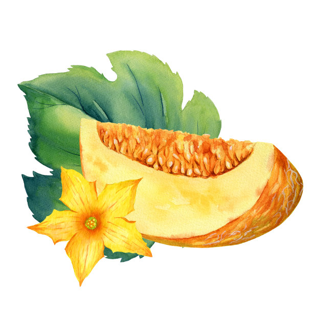 白底甜瓜水彩画。植物插图图片下载