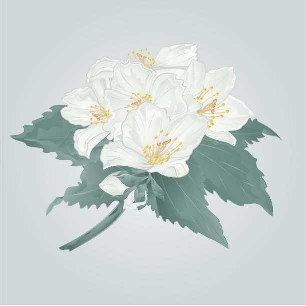 茉莉花和嫩枝上的蓝色背景水彩复古矢量插图可编辑素材图片