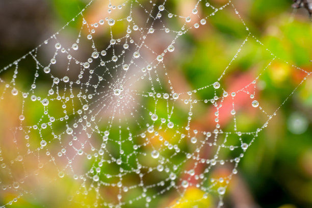 蛛网上有类似闪亮钻石的小水滴图片下载