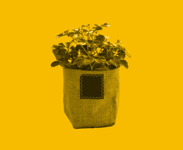 极简的黄色，孤立的小绿色植物袋装室内装饰，黄色背景。图片下载