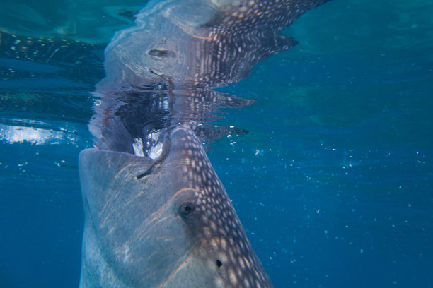 鲸鲨特写，吸水，从水面反射，水下。图片下载