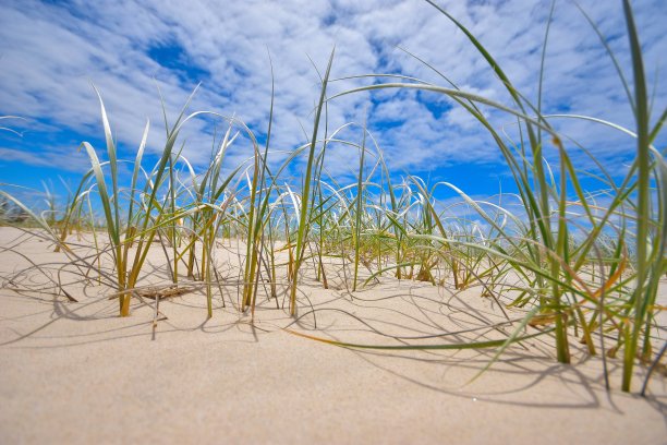 近距离的沙草图片下载