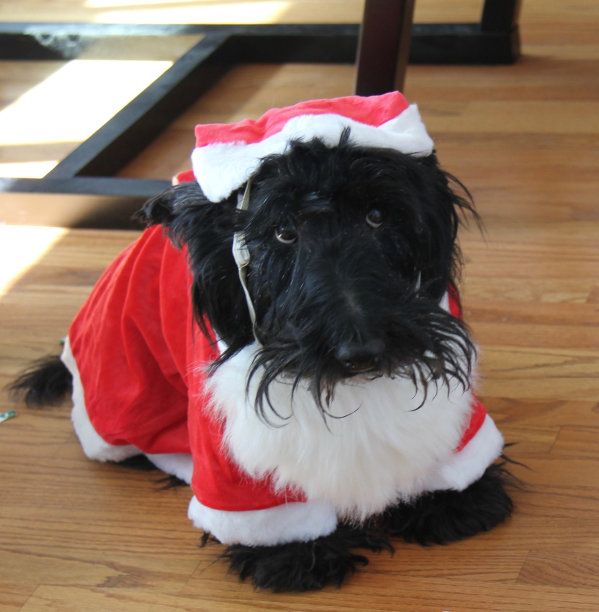苏格兰狗穿着圣诞老人的衣服图片下载