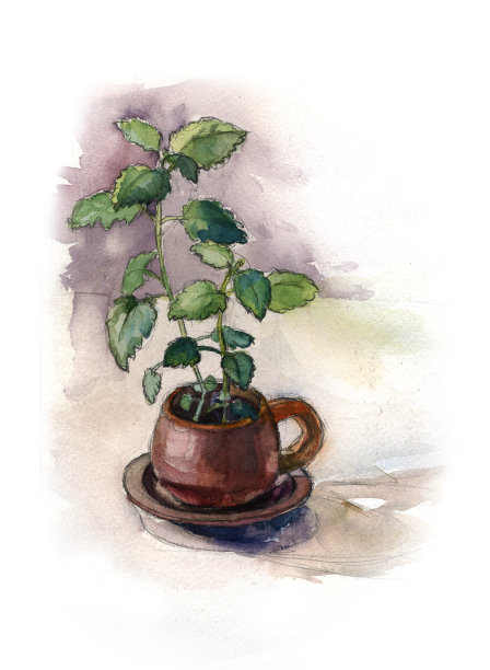 梅丽莎在一个旧的棕色陶瓷杯里长大。水彩绘画。图片下载