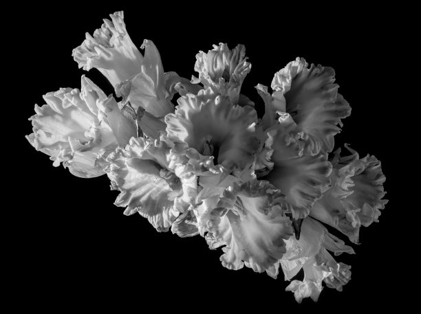 水仙黑色和白色图片下载