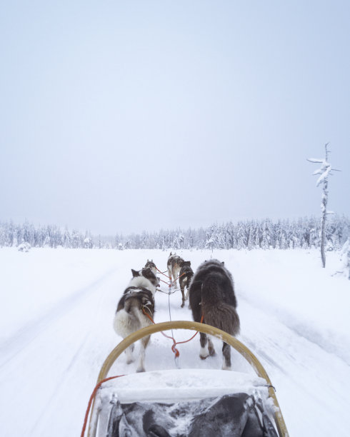 雪橇狗图片下载